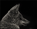Yotee, Old Man of Sun City, Anne Palmer